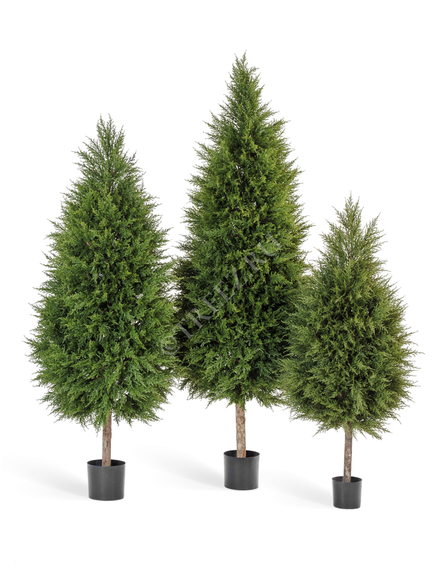 10.56004N Кипарис Тауэр уличный новый Цветочная коллекция 