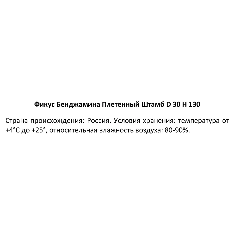 Фикус Бенджамина плетенный ø30 h130 см Росток 84586914 STLM-2009924 Santreyd  - Вид №2