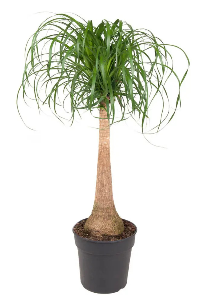 Santreyd Нолина Бокарнея 'Конский хвост' - комнатное растение с изящными листьями 87819682