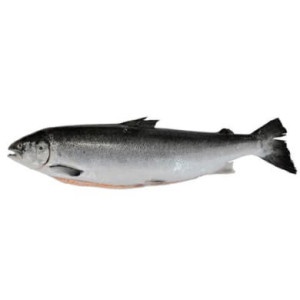 Семга Атлантическая охлажденная 4 - 5 кг