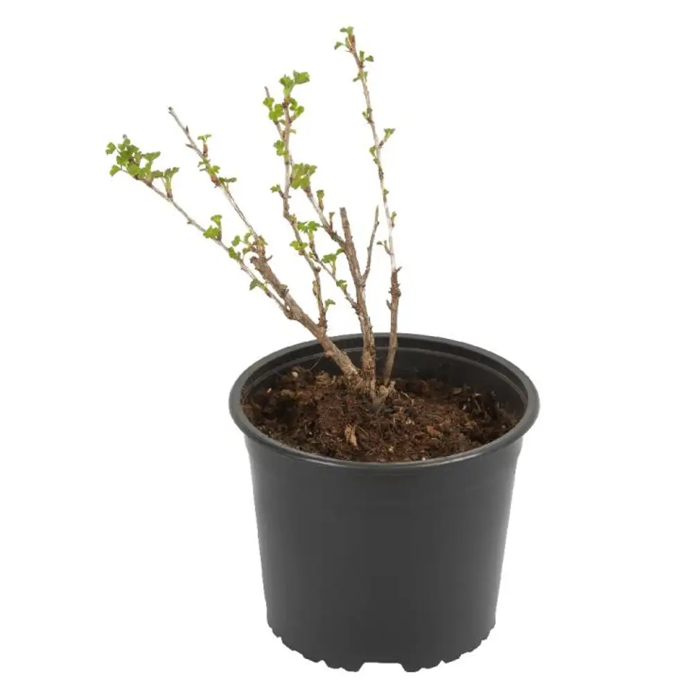 Крыжовник обыкновенный Русский желтый 89465444 STLM-2065161 PLANTMARKET  - Вид №1