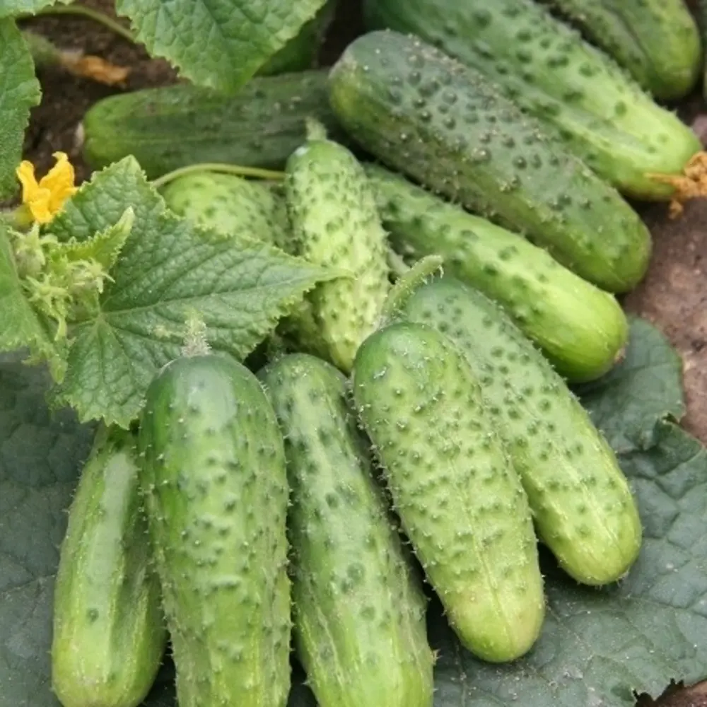 Семена огурцов «Каскад» от САДОК — для обильного урожая 18580525