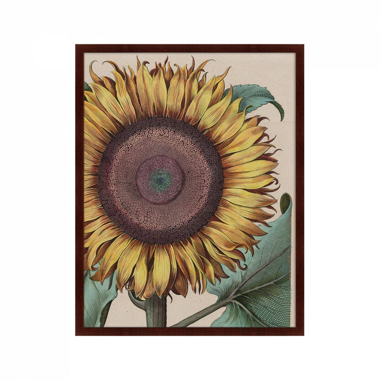 Картина в раме 78,5х100 см Large sunflower (Flos Solis Maior), 1713г. КАРТИНЫ В КВАРТИРУ  264280 Желтый;зеленый;коричневый;разноцветный  - Вид №1