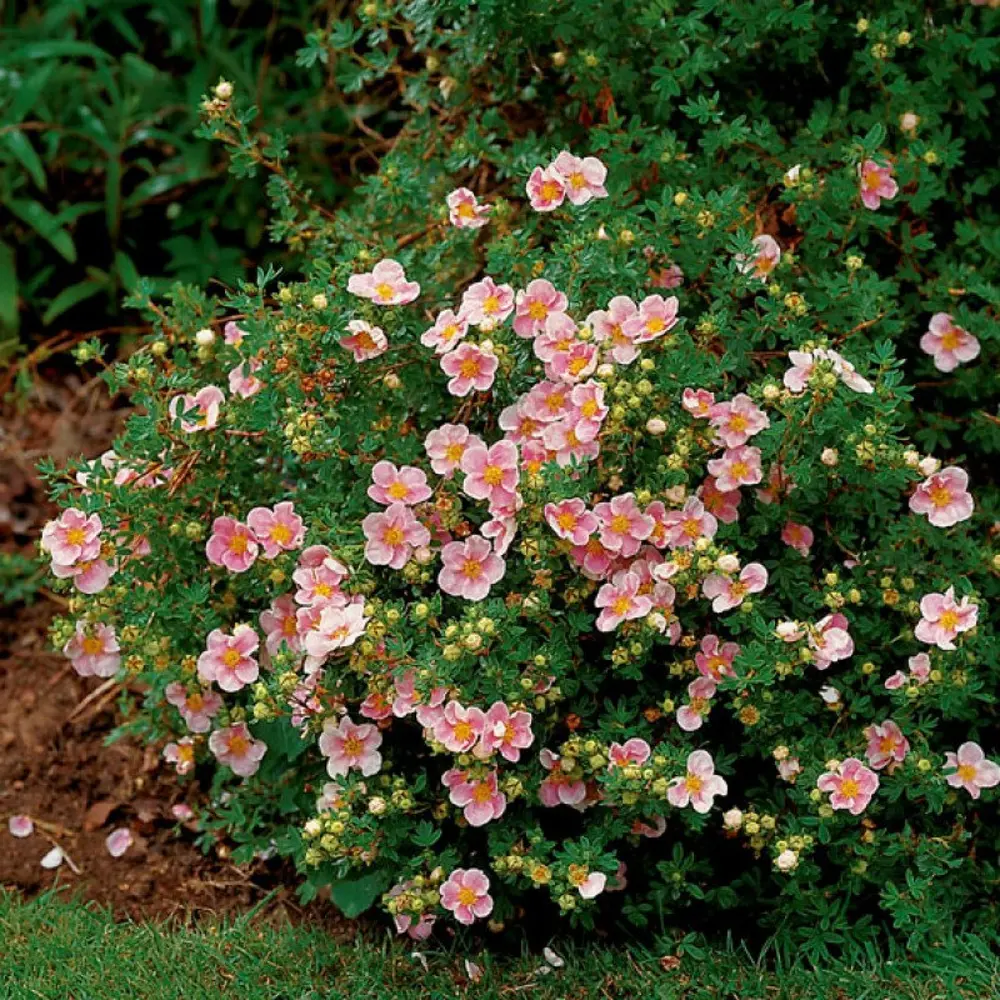 Лапчатка кустарниковая Пинк Квин ø9 h20 см 84406441 STLM-2170701 PLANTMARKET 