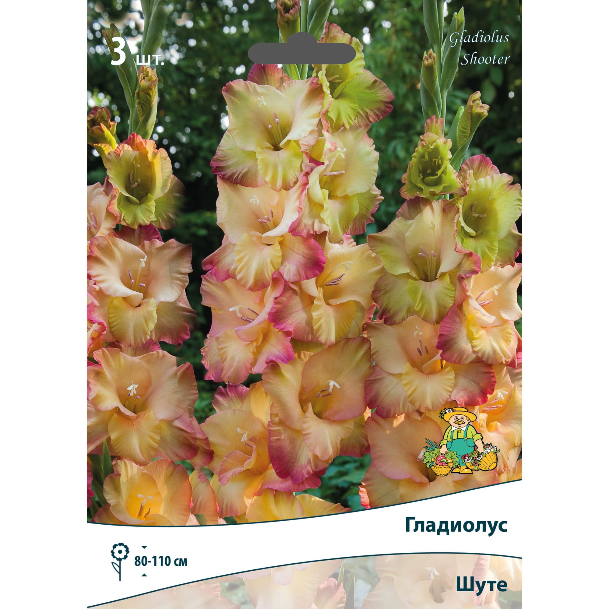 83596359 Гладиолус крупноцветковый Шуте луковица 10/12 Santreyd 