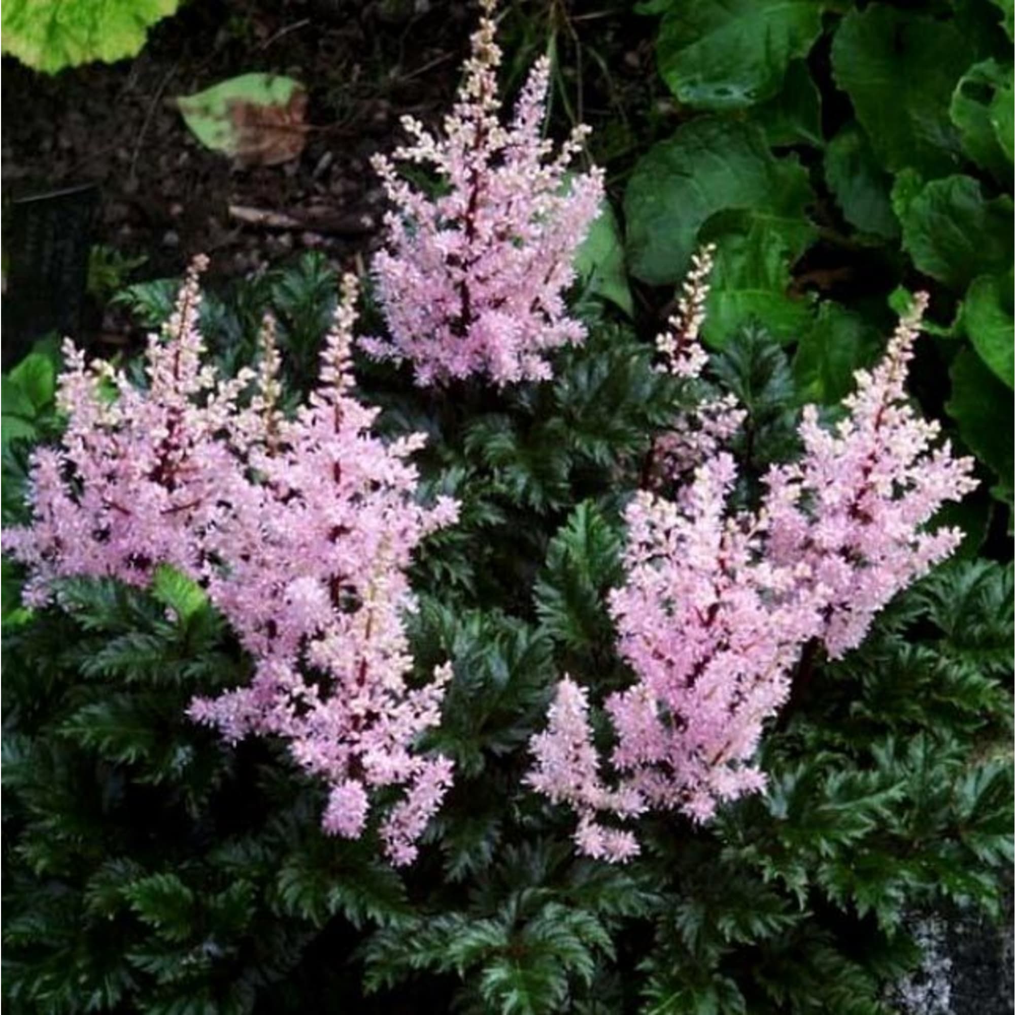 85324912 Астильба курчавая Перкео ø11.5 h30 см Santreyd 