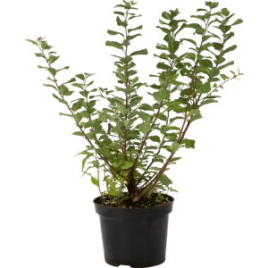 Спирея берёзолистная «Тор» C3 20-40 см