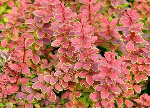 Барбарис Тунберга Голден Ринг Santreyd - декоративный кустарник с золотой каймой 85606540 STLM-0064514