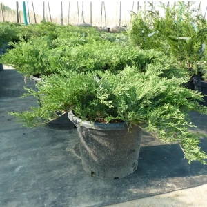 Можжевельник Экспанса Вариегата ø17 h20 - 40 см 89363488 STLM-2006280