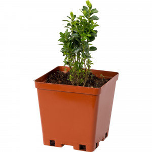 81954853 Самшит С2 h30