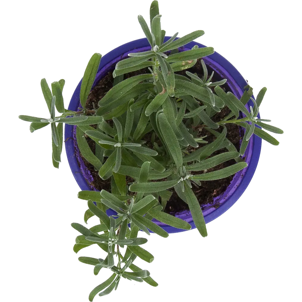 Santreyd Лаванда в горшке — ароматное украшение интерьера 83248600 STLM-0039997 - Вид №1