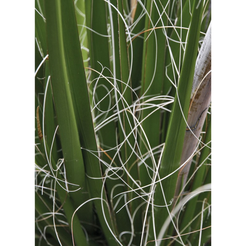 F132A/1384X120 Картина Мома Рамка 1384 Adriani e Rossi 