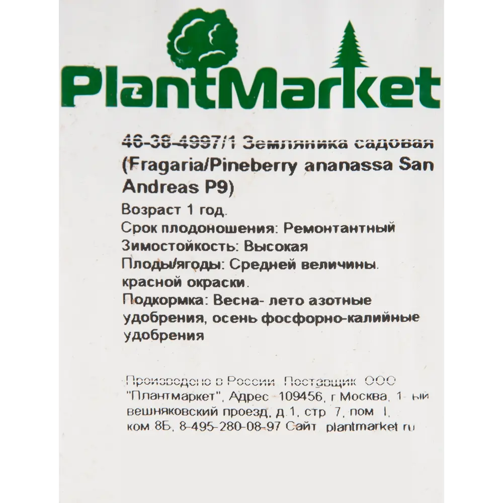 Земляника садовая «Сан Андреас» 9x15 см 82625411 STLM-2208457 PLANTMARKET  - Вид №1