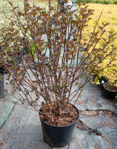 Саженец Пузыреплодник Калинолистный Ред Барон - многолетний кустарник с красными цветами 84815602