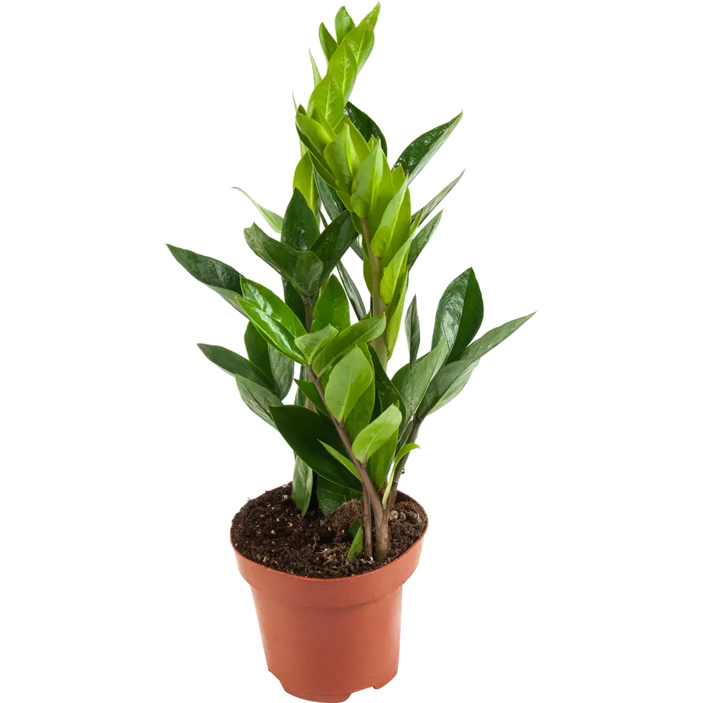 Santreyd Замиокулькас — изящное растение для современного интерьера 82578927 STLM-0030484