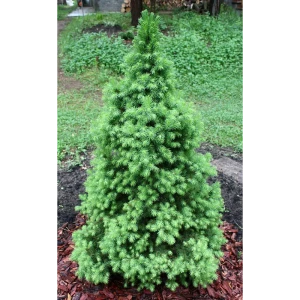 Ель сизая/канадская Десембер ø19 h50 - 60 см
