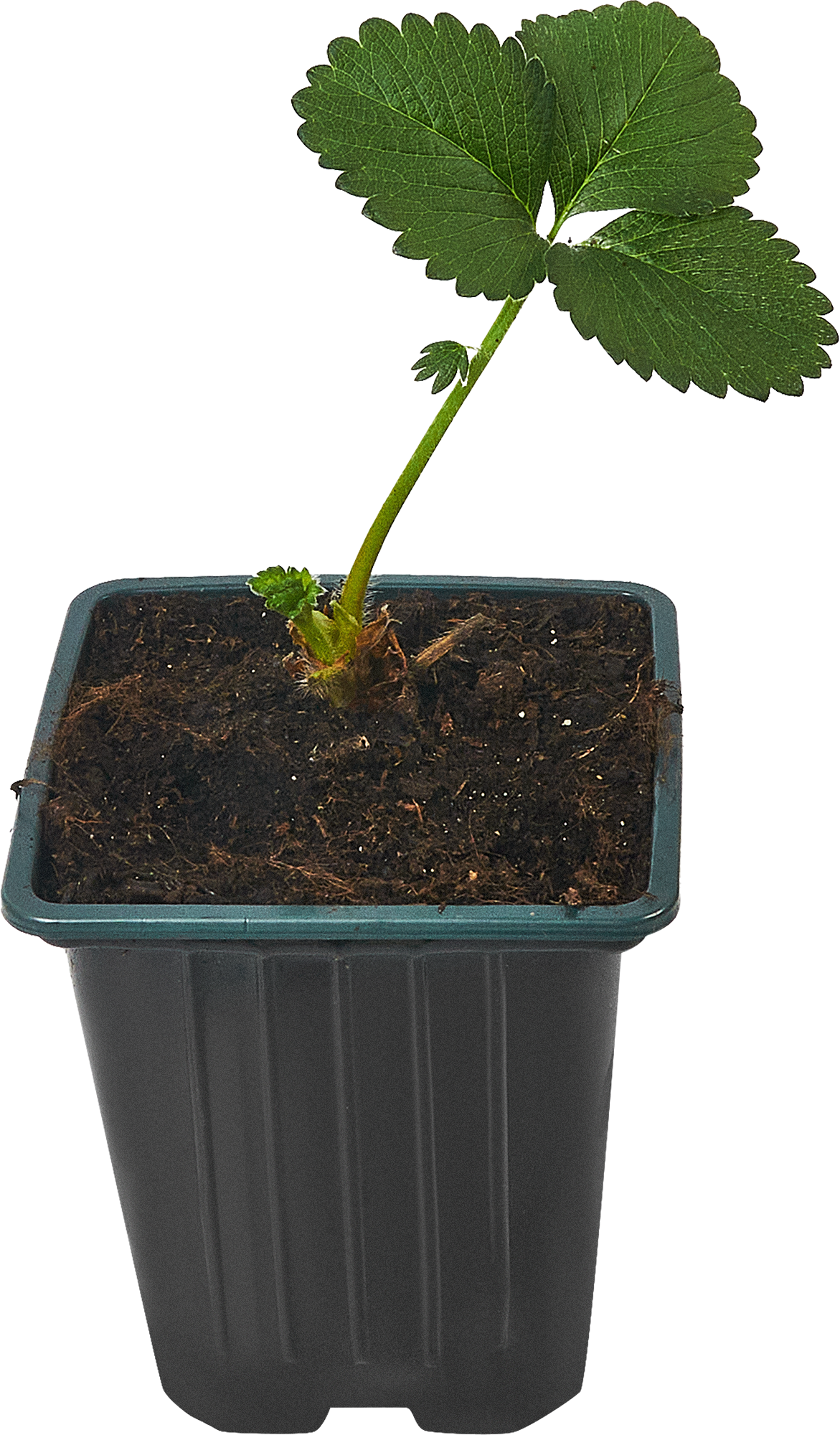 84490980 Земляника ремонтантная микс h15 см STLM-0050539 Santreyd 