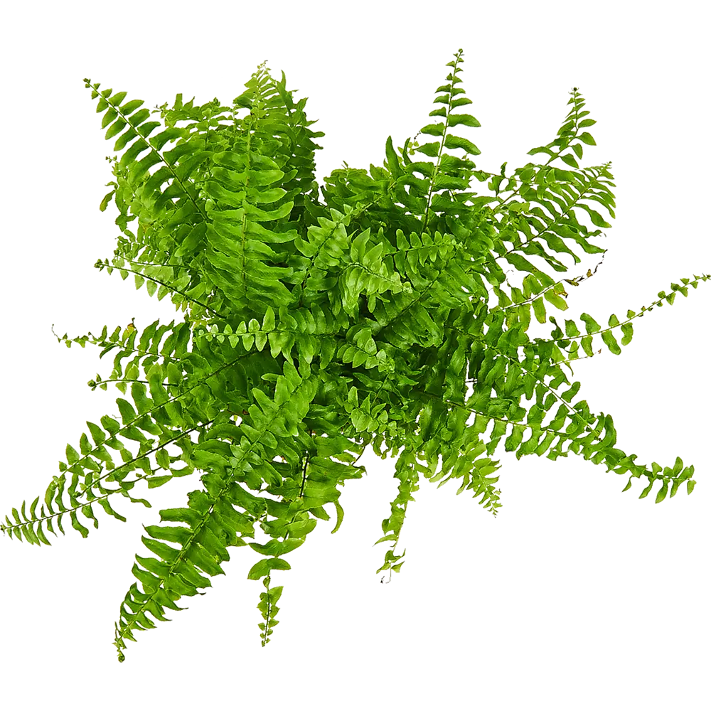 Папоротник Нефролепис Santreyd - изящное украшение интерьера 82560382 STLM-0029925 - Вид №1