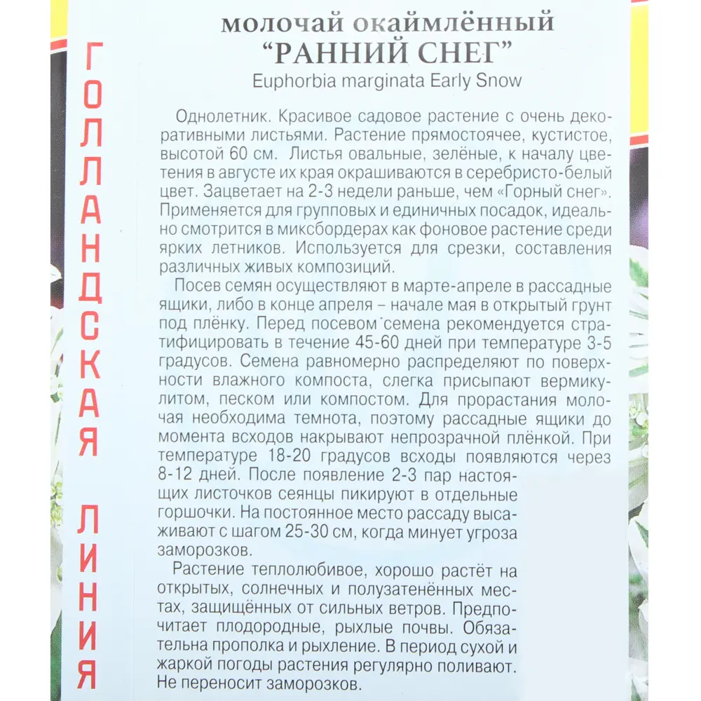 Молочай окаймленный «Ранний снег» ПРЕСТИЖ СЕМЕНА STLM-2124492 - Вид №1