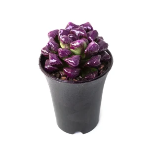 Хавортия Купера пурпурная ø11 h13 см