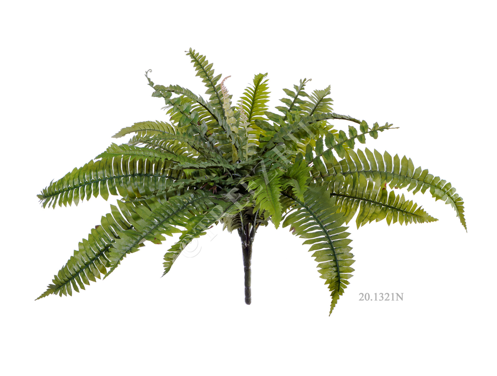 20.1320N Папоротник Бостон Цветочная коллекция  - Вид №2