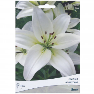 81945472 Лилия азиатская «Йети»