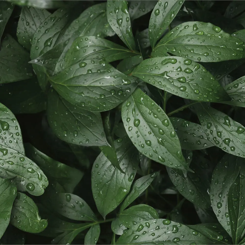 Стеновая панель Botanical Gar 120x0.4x60 см алюминий цвет зеленый 89199645 STLM-2040930 ALUMOART 