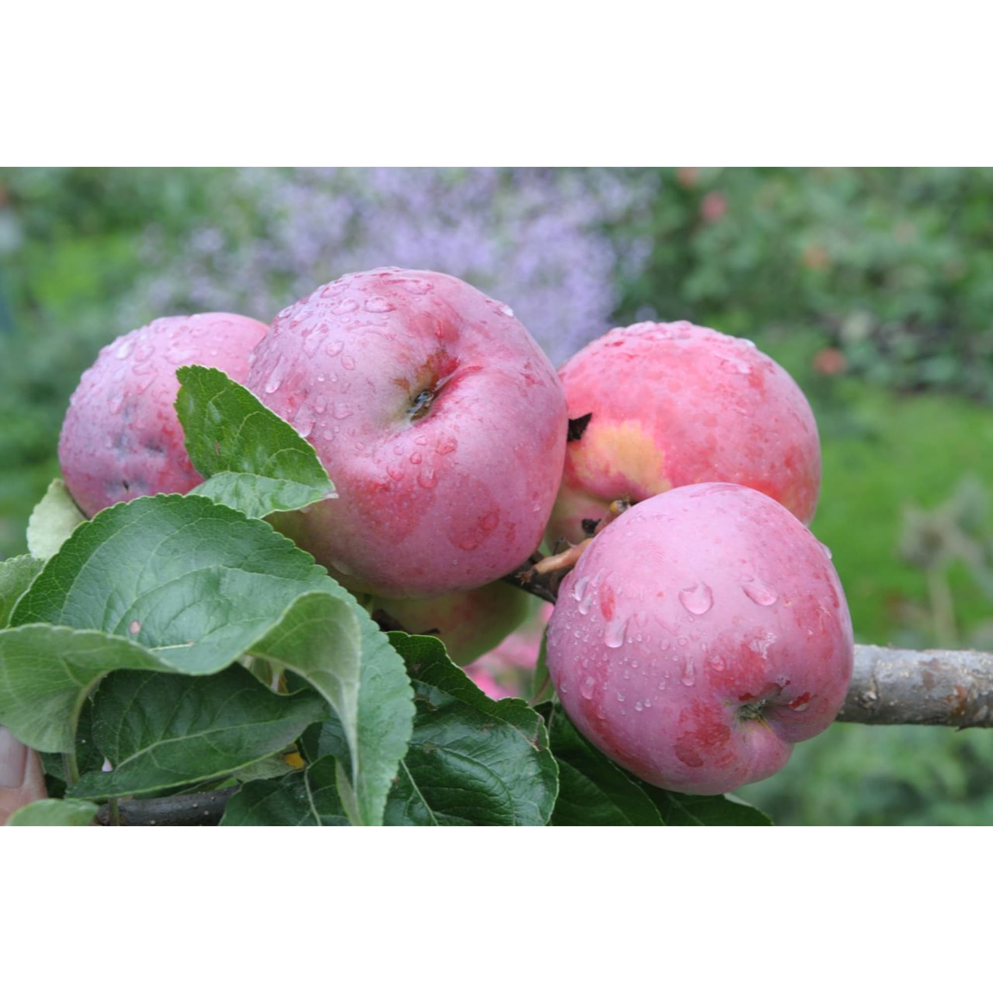 85325543 Яблоня Подарок Графскому ø25 h100 см Santreyd 