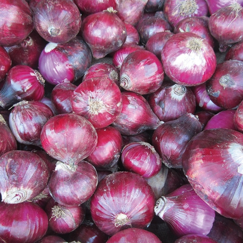 1290/CX38 Картина 1290 Adriani e Rossi  - Вид №1