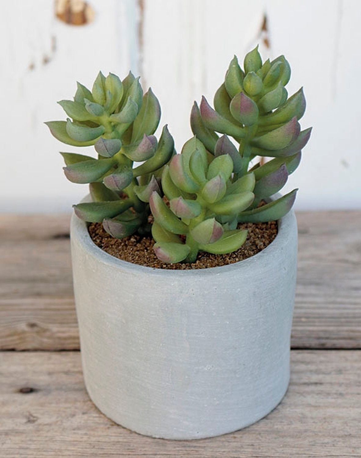 6068 883 a3 Пластиковые суккуленты-микс, в горшках, 3 шт., 10/14/17 см, зеленые H-andreas  - Вид №18