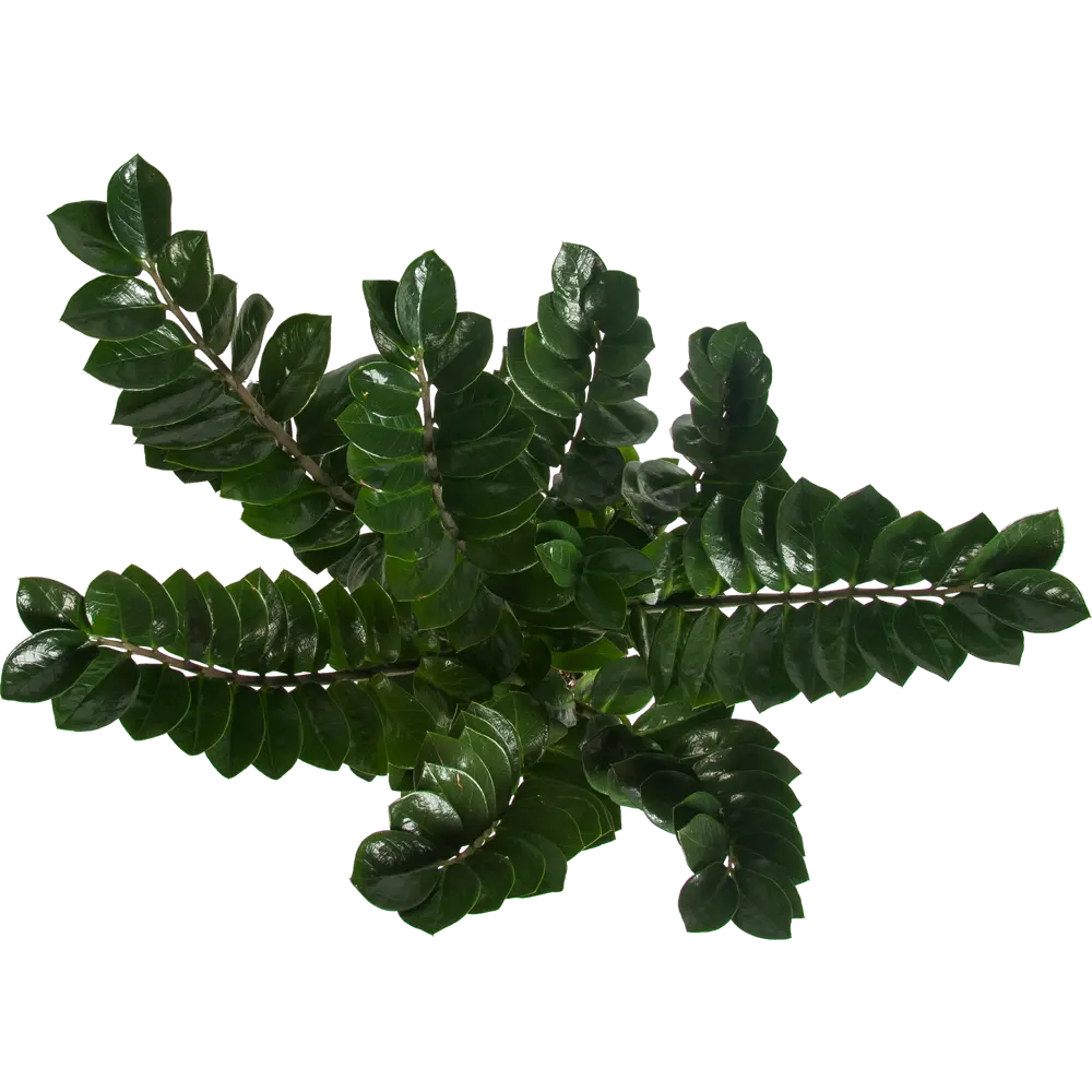 Santreyd Замиокулькас — элегантное комнатное растение для современного интерьера 82399647 STLM-0026485 - Вид №1