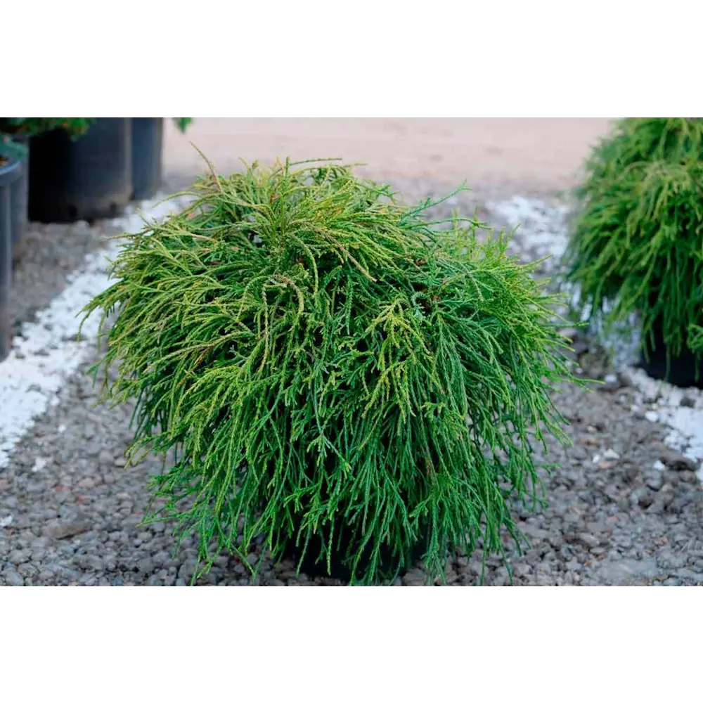 Кипарисовик горохоплодный Филифера Нана ø17 h25 - 30 см 87691139 STLM-2028555 PLANTMARKET 