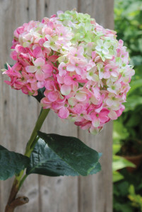 2271 508 a3 Искусственная гортензия, 60 см, розово-зеленая H-andreas