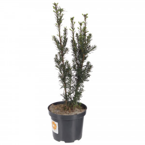 81959248 Тис средний «Хикси» С3/40-60