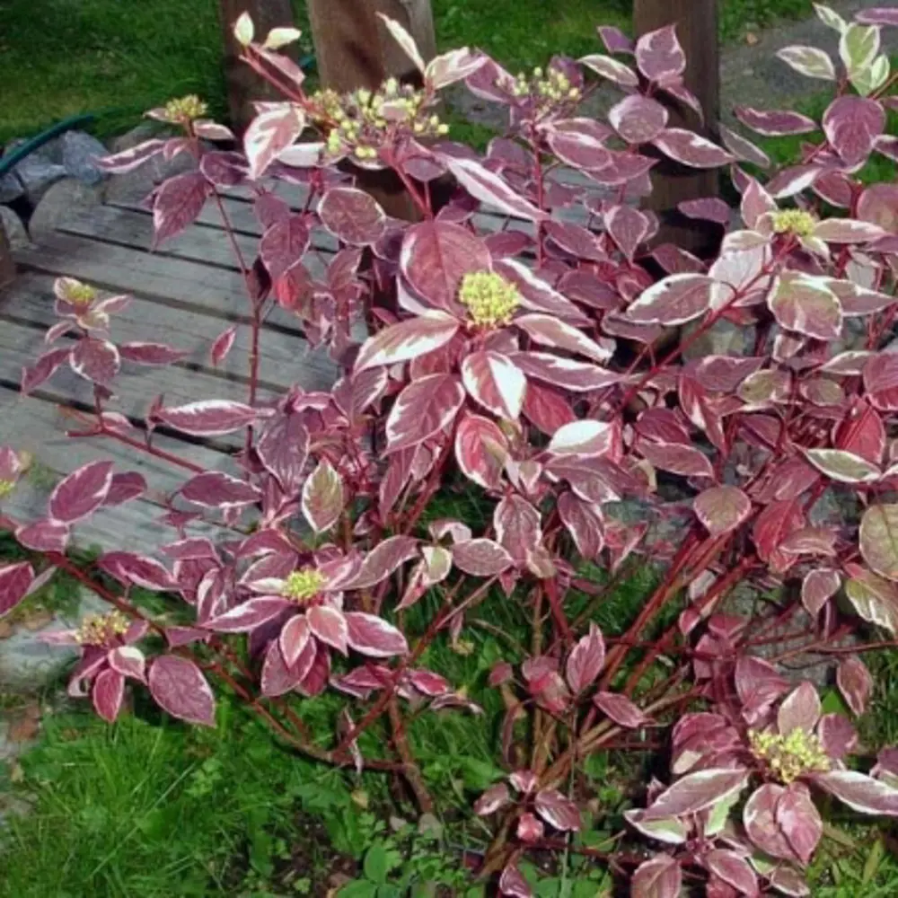 Santreyd Дерен белый Сибериан Перлс - декоративный кустарник с пестрой листвой 85607055