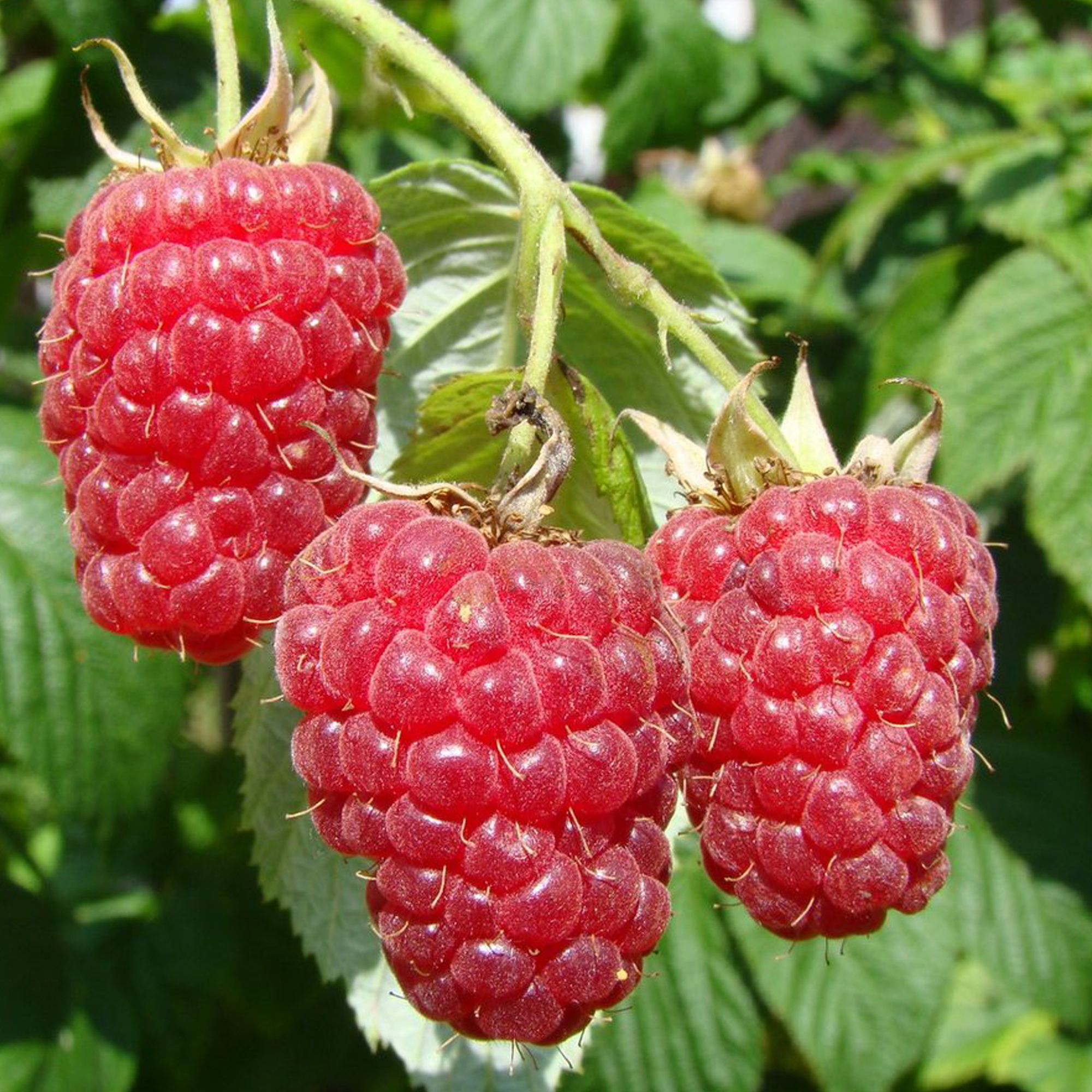 Саженец малины Рубиновое ожерелье 87691053