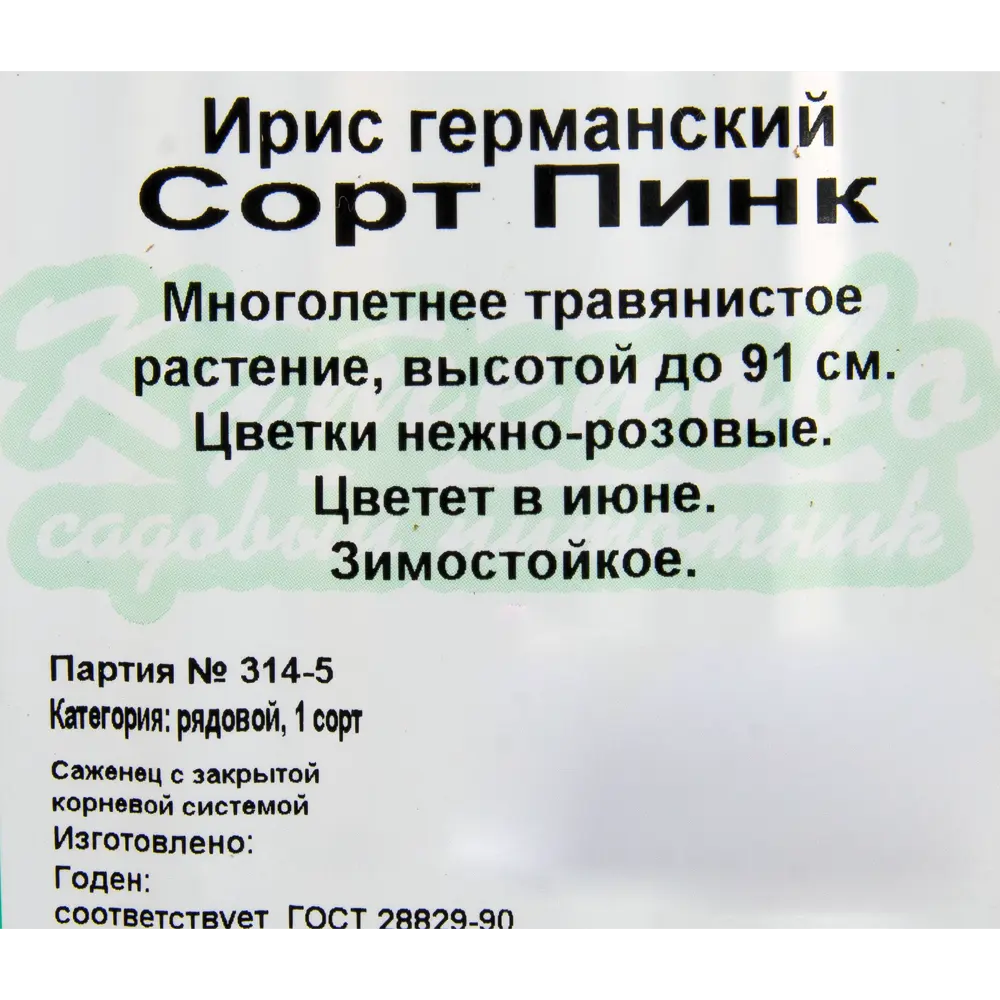 Ирис германский С1 «Пинк» 81954814 STLM-2175818 Santreyd  - Вид №1