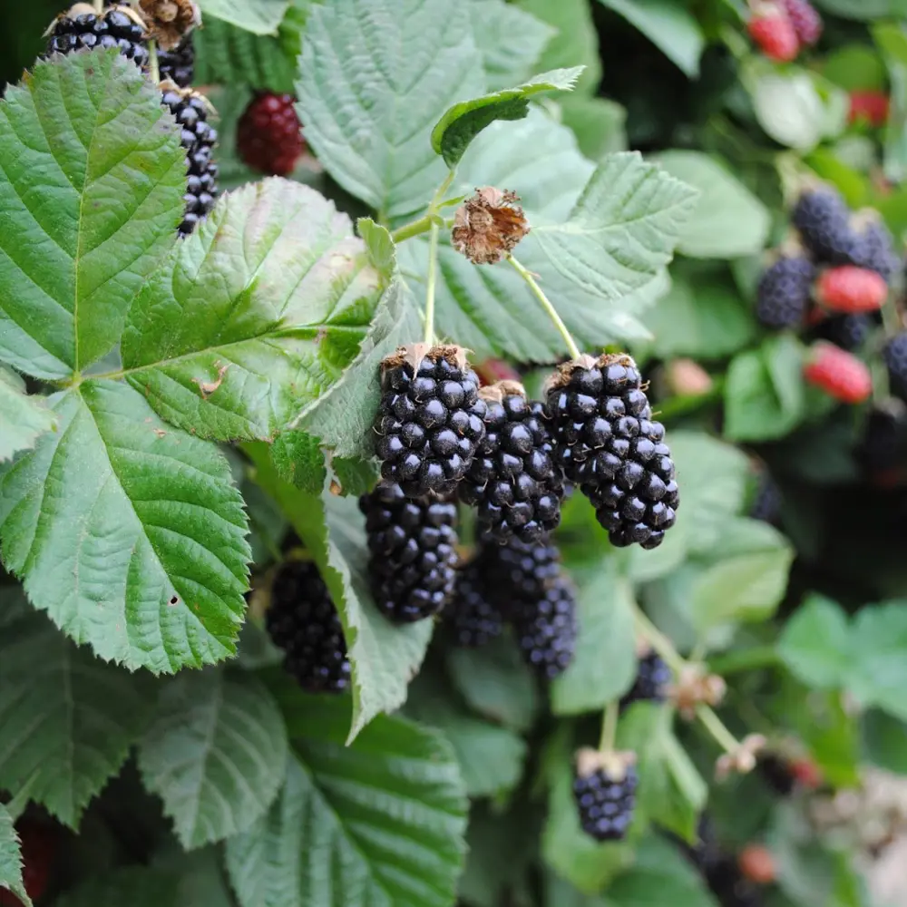 Santreyd Ежемалина Логанберри - уникальный гибрид с ежевичным вкусом 81954917 STLM-0015222 - Вид №1