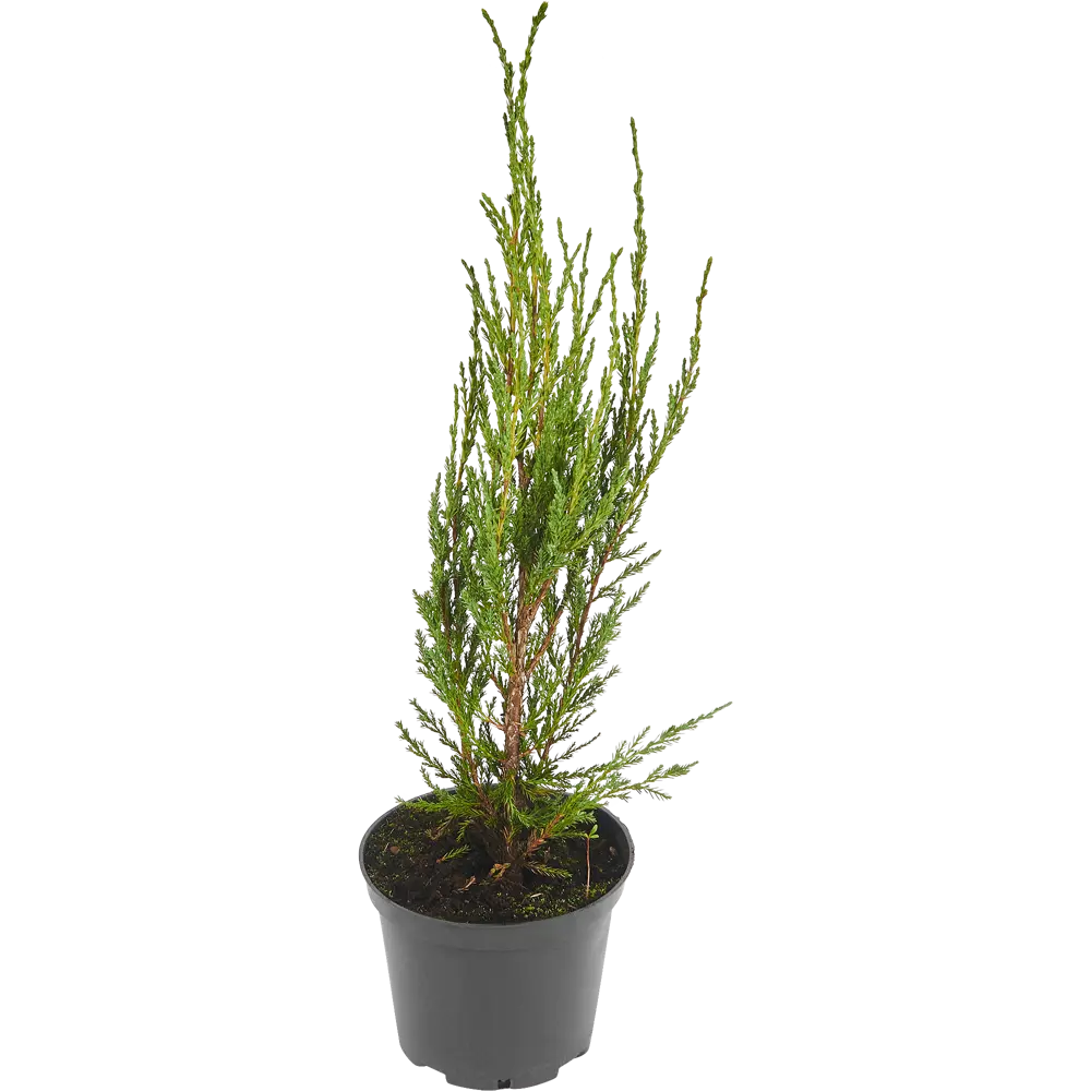 Можжевельник скальный Блю Эрроу ø19 см h40-60 см 85088154 STLM-2099755 Santreyd  - Вид №1