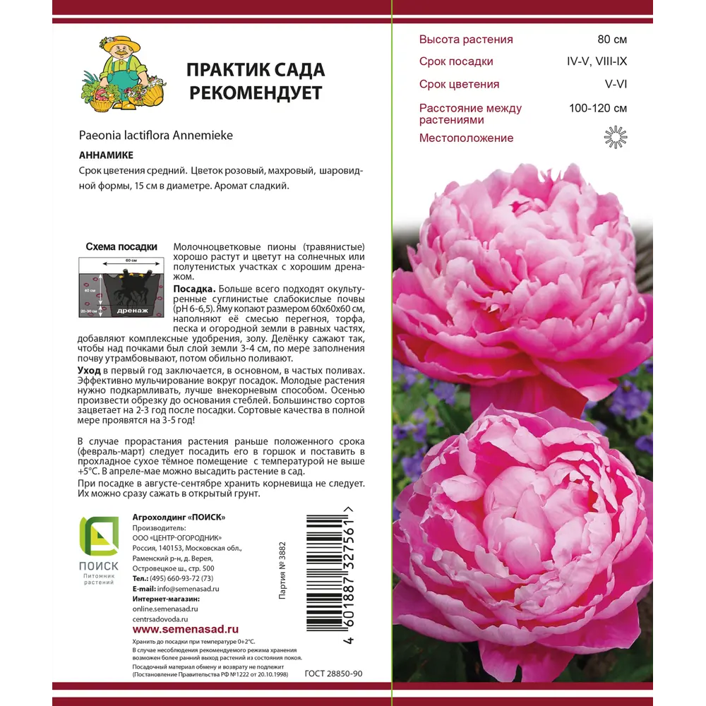 Пион молочноцветковый «Аннамике», высота 50 см, 1 шт. 82000238 STLM-2062972 Santreyd  - Вид №1