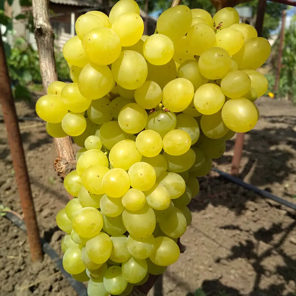 Виноград культурный Цимус 89465395 STLM-2170019 PLANTMARKET 