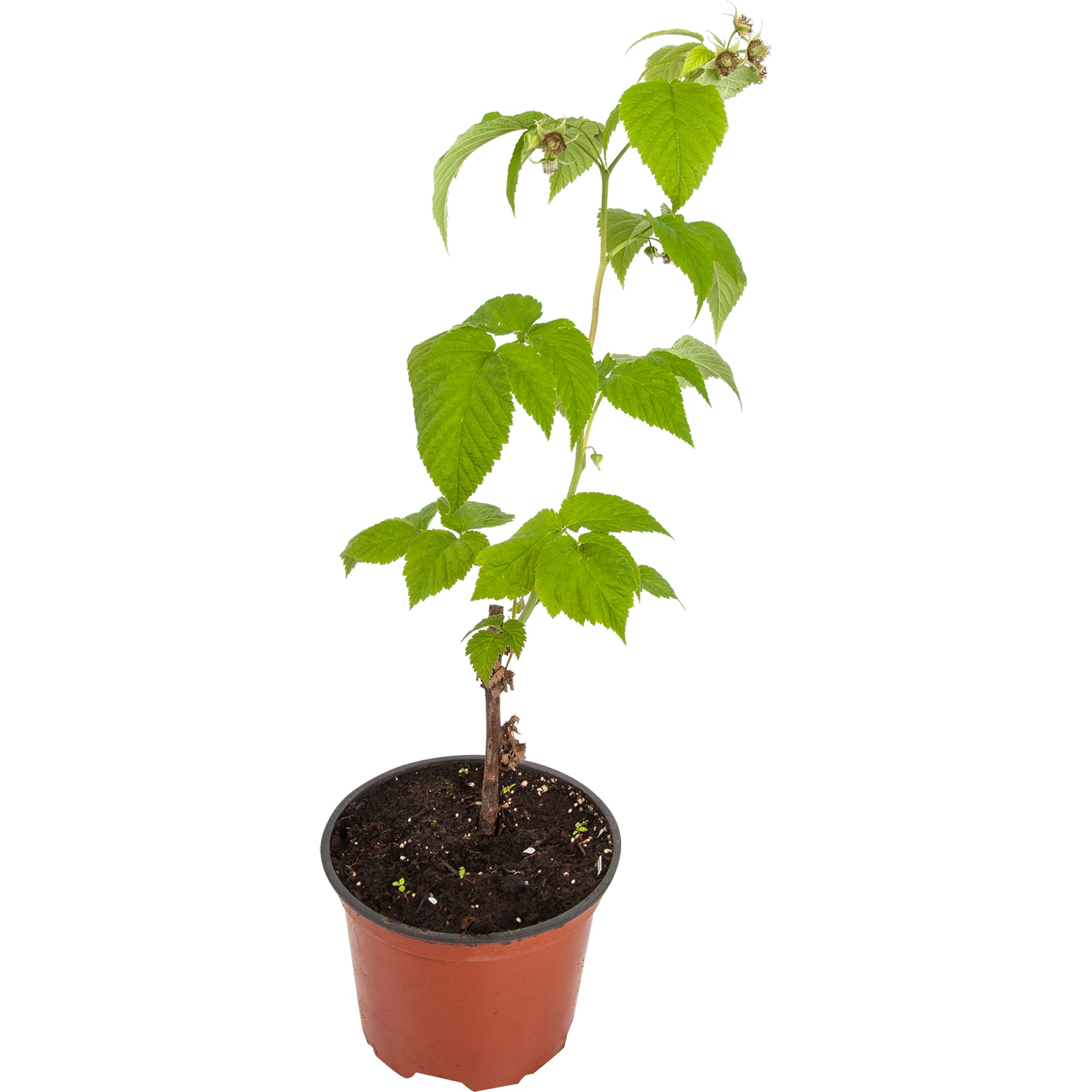 81969643 Малина ремонтантная «Элегантная», контейнер 2-3 л Santreyd 