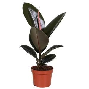 Фикус Эластика микс 12x30 см 82619789 STLM-2130831