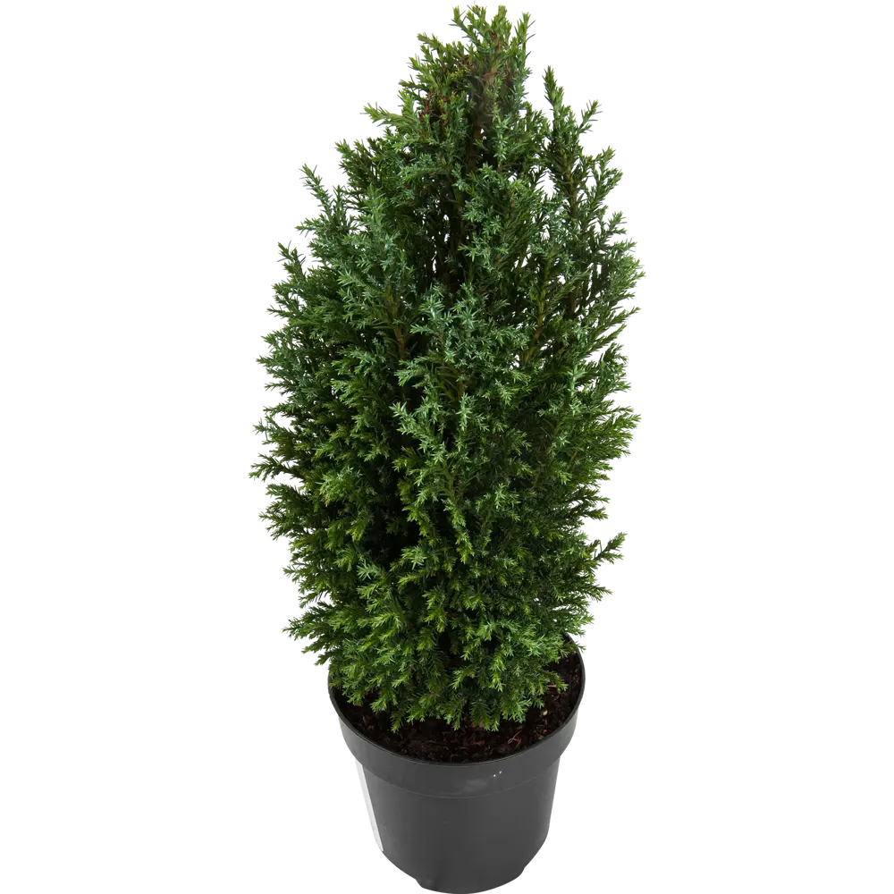 Кипарисовик Лавсона «Элвуди» Р12, 30-35 см 81969332 STLM-2187941 PLANTMARKET 