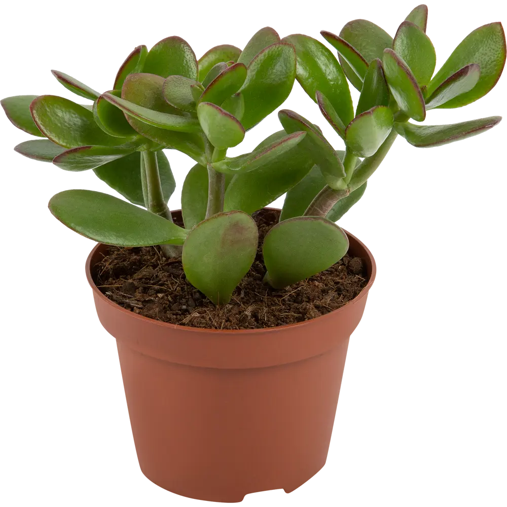 Santreyd Крассула микс - живое украшение интерьера в горшке d9 h20 82580120 STLM-0030563