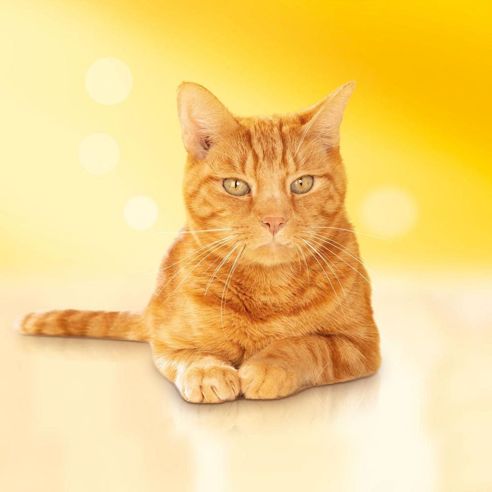 Т0029526 Корм для кошек с кроликом и полезными овощами, сух. 2 кг Friskies  - Вид №11