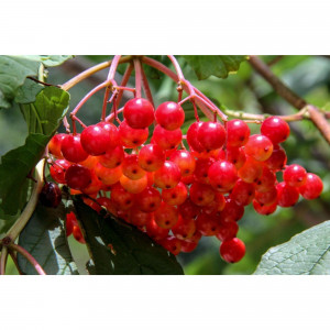 85607981 Калина плодовая Соузга ø15 h40 см