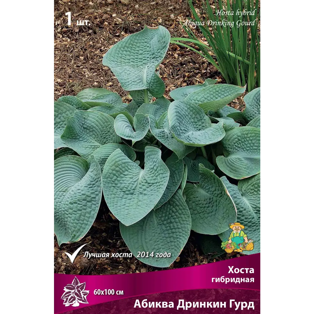 Хоста гибридная «Абиква Дринкин Гурд», 1 шт. 82118735 STLM-2059782 Santreyd 