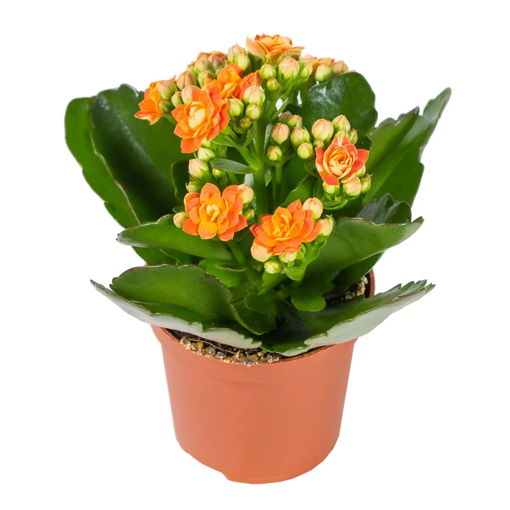 Каланхое Каландива мини Santreyd - цветущее украшение интерьера 85324984 STLM-0061541 - Вид №3