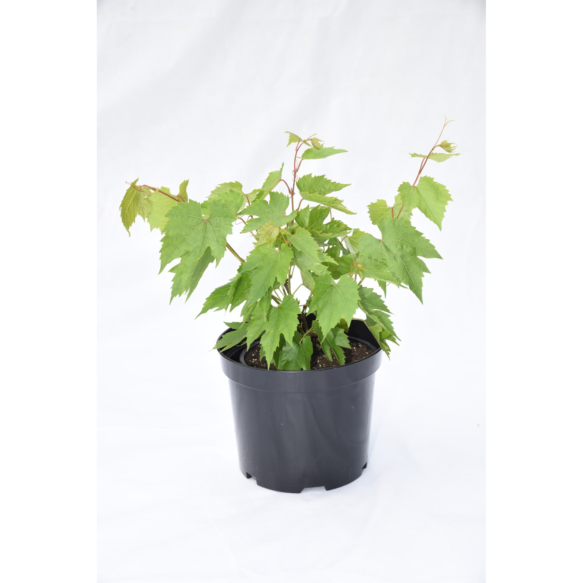 82585390 Виноград плодовый «Надежда АЗОС» 17.5x40 см Santreyd 